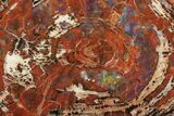 Colorful Petrified Wood (Araucarioxylon) Slab - Arizona #99274-1